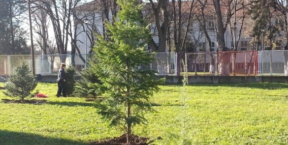 Исцелитељски паркови и хортикуларна терапија