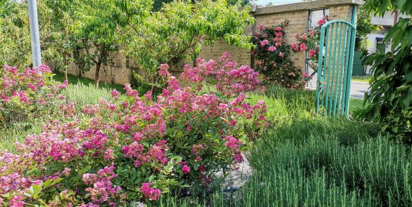 „Најлепша цветна алеја Земуна 2021. год“