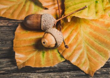 Васпитна група за додатну подршку – Јесењи албум